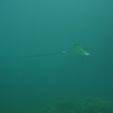Eagle ray