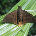 Yellow-tipped Flasher
