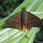 Yellow-tipped Flasher