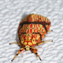 Footman moth
