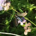 Yellow-collared Scape Moth