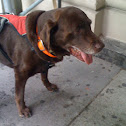 Labrador retriever
