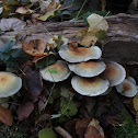 Sulfur tuft