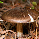 Magnus' Pluteus