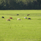Cattle
