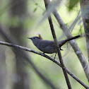 Catbird