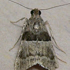 Lespedeza Webworm Moth