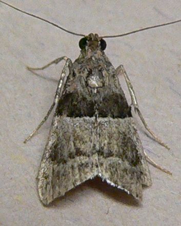 Spotting Image 1