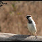 House Sparrow