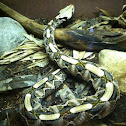 Gaboon viper