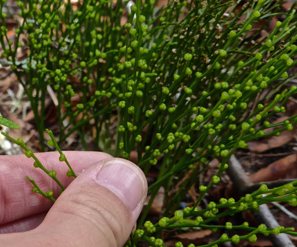 Whisk Fern Project Noah