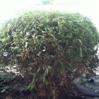 Shrub