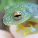 Glass Frog