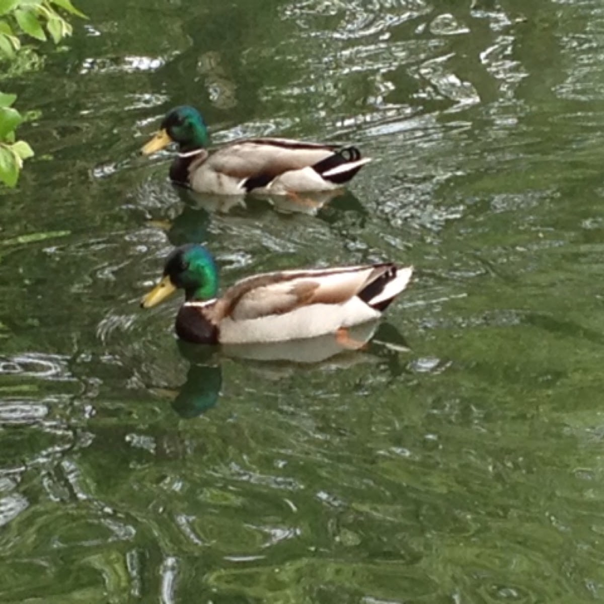 Mallard