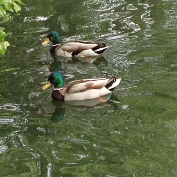 Spotting Image 1