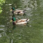 Mallard