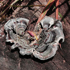 Turkey tail