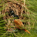Chestnut Munia