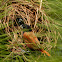 Chestnut Munia