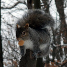 Eastern Gray Squirrel