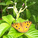 Peacock Pansy