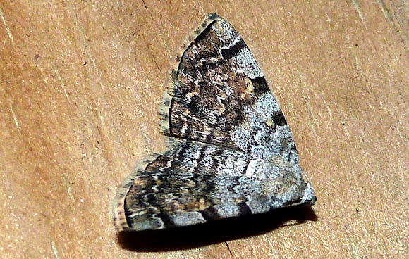 Spotting Image 1