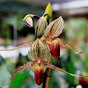 Lady slipper orchid