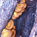 Fungus of some sort