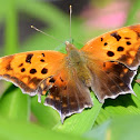 Question Mark Butterfly