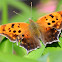 Question Mark Butterfly