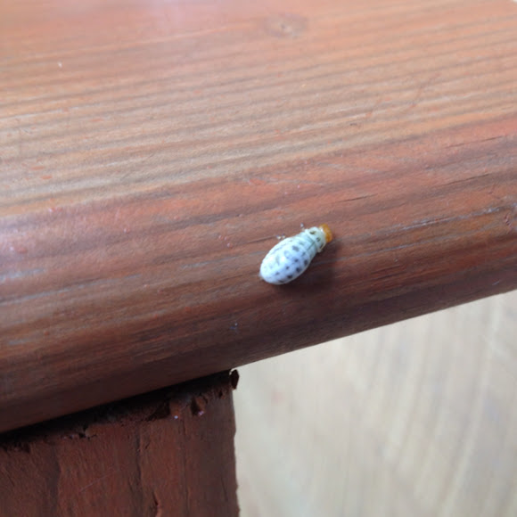 Spotting Image 1