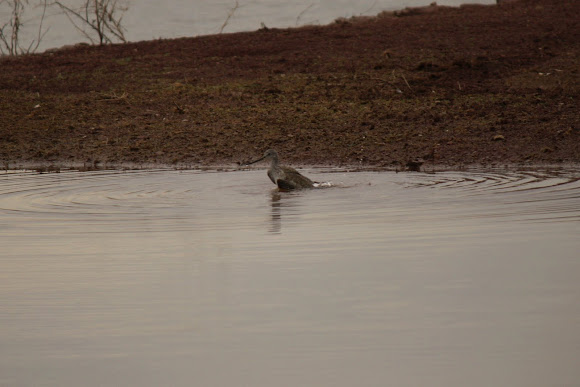 Spotting Image 1