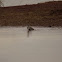 yellowlegs