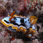 Michael's Chromodoris