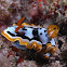 Michael's Chromodoris