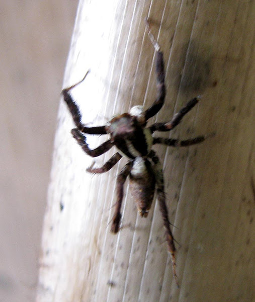 Portia Jumping Spider Project Noah