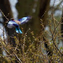 Lilac-breasted Roller