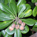 Japanese pittosporum