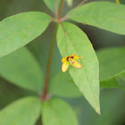 Whorled Loosestrife