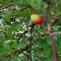 Sour Cherry, Acerola