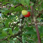 Sour Cherry, Acerola