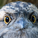 Tawny Frogmouth