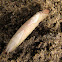White-blotched Heterocampa