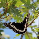 Weidemeyer's Admiral