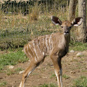 Greater Kudu