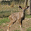 Greater Kudu