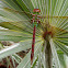 Common Green Darner
