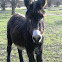 Burro