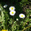 Daisy