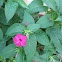 four o'clock flower